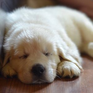 Meet your Posher, Patti